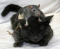 /album/galeries-photos-/chat-et-souris-trop-mignons-551x450-jpg/